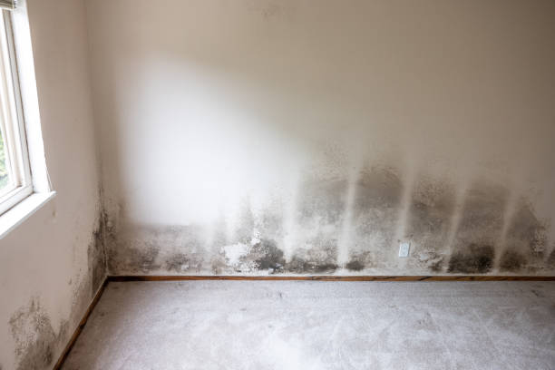 Best Asbestos and Lead Testing During Mold Inspection  in Soledad, CA