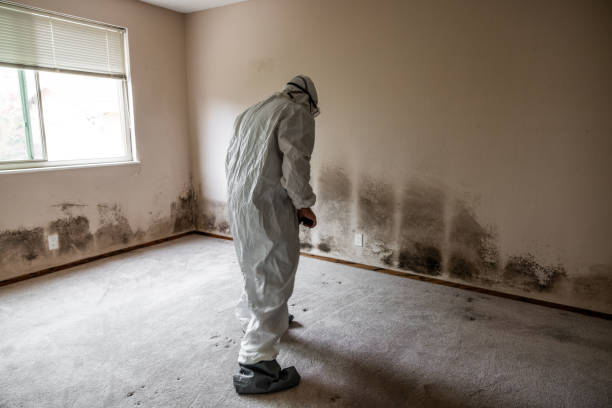 Best Attic Mold Removal  in Soledad, CA