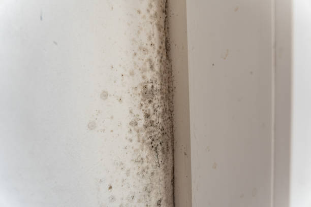 Best Black Mold Removal  in Soledad, CA