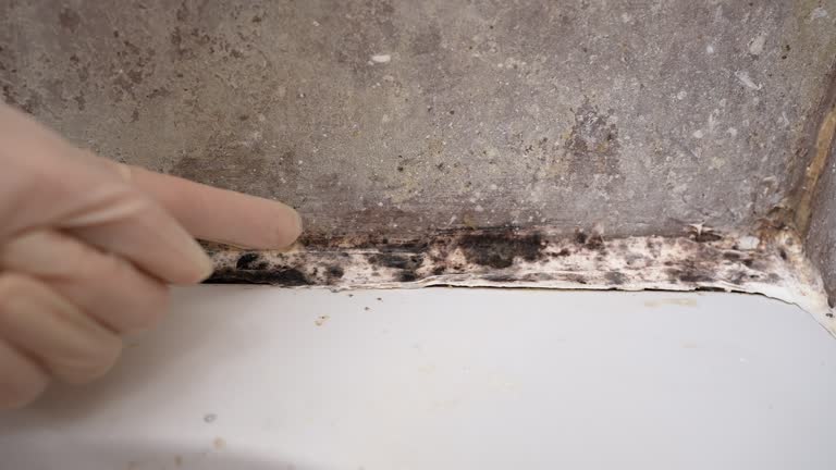 Best Environmental Consulting for Mold Prevention  in Soledad, CA