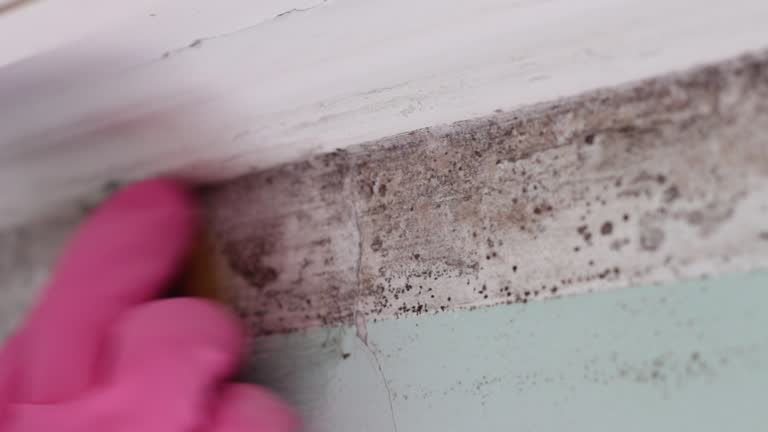 Best Commercial Mold Inspection  in Soledad, CA